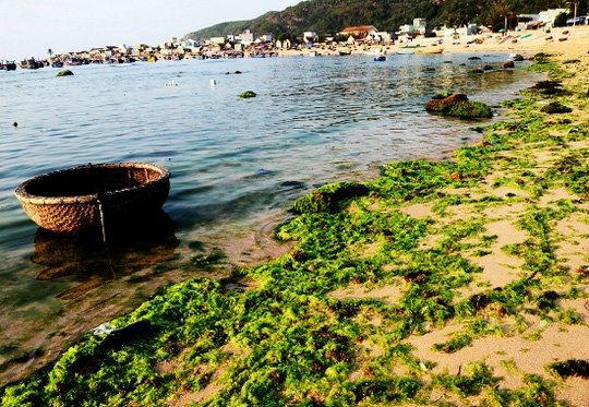 [-]Ngỡ[-]ngàng[-]trước[-]vẻ[-]đẹp[-]mùa[-]rêu[-]biển[-]Nhơn[-]Hải